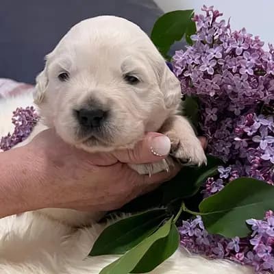 Unsere Welpen Golden Retriever Showlinie m. P. – Golden Retriever Welpe, Bayern, 由...饲养 Golden Retriever und Labrador Retriever Zucht seit 1996.
