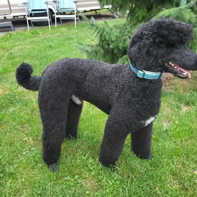 K-Wurf – 贵宾犬 Wurf, Brandenburg, 由...饲养 Die Pudelbande