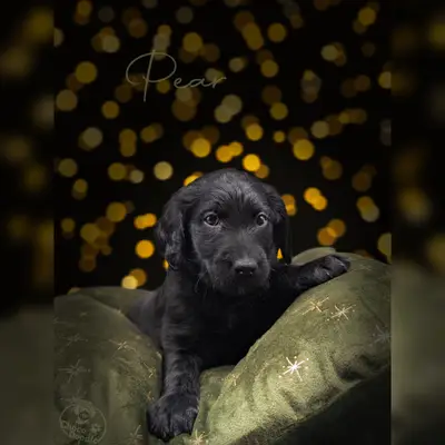 Pear – Labradoodle Welpe, Niedersachsen, Raised by ChocoDoodle