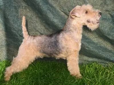 Earl vom Amur – Lakeland Terrier Welpe, Sachsen-Anhalt, 由...饲养 Lakeland Terrier vom Amur