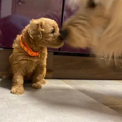Bild aus Pippi Langstrumf‘s in Bayern, wo unsere Pudel (Toy)-Hunde in einer liebevollen Umgebung aufwachsen.