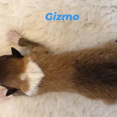 Gizmo von der Brettachwiese – Collie (Langhaar) Welpe, Baden-Württemberg, 由...饲养 Collies von der Brettachwiese 