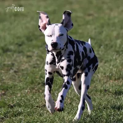 Otto