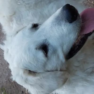 Galerie-Bild von Wigdalir Kuvasz Zucht nur mit Ungarischen Linien in Niedersachsen, mit Eindrücken unserer Kuvasz-Zucht.