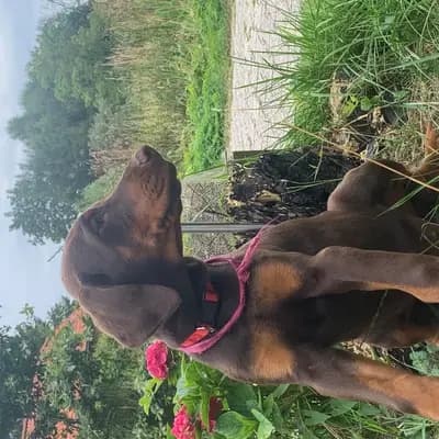 Galerie-Bild von Dobermann Kennel of Fascinating Dogs in Niedersachsen, mit Eindrücken unserer Dobermann-Zucht.