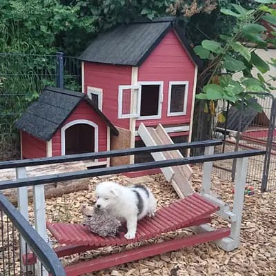 Bild aus Elo® von Werths Echte  in Bayern, wo unsere Elo-Hunde in einer liebevollen Umgebung aufwachsen.