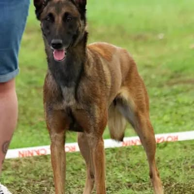 Galerie-Bild von Malinois vom Templerordern  in Baden-Württemberg, mit Eindrücken unserer Malinois-Zucht.
