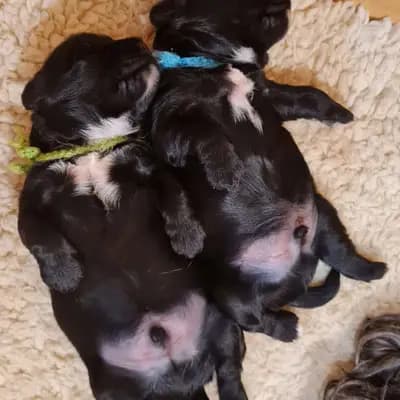 Galerie-Bild von Tibet Terrier vom verlorenen Tal in Nordrhein-Westfalen, mit Eindrücken unserer Tibet Terrier-Zucht.