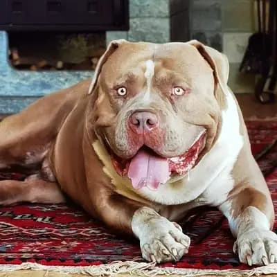 Galerie-Bild von Burnhardt's American XXl Bully in Saarland, mit Eindrücken unserer American Bully-Zucht.