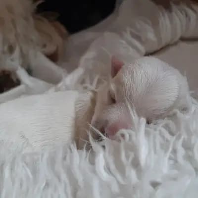 U-Wurf – West Highland White Terrier Welpe, Sachsen, 由...饲养 Westie vom Elmbach
