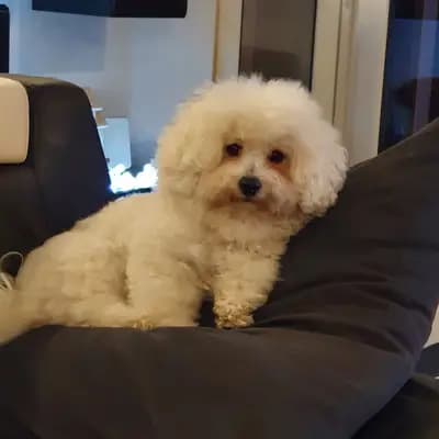 Galerie-Bild von Bichon Frisé vom Teilungssee  in Brandenburg, mit Eindrücken unserer Bichon A poil frise-Zucht.