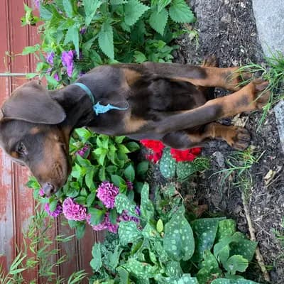 Galerie-Bild von Dobermann Kennel of Fascinating Dogs in Niedersachsen, mit Eindrücken unserer Dobermann-Zucht.