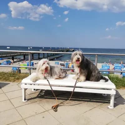 Galerie-Bild von Heart Diamond Bearded Collies  in Sachsen, mit Eindrücken unserer Bearded Collie-Zucht.