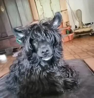 Bild aus The Bushwalker  in Niedersachsen, wo unsere Chinese Crested Dog-Hunde in einer liebevollen Umgebung aufwachsen.