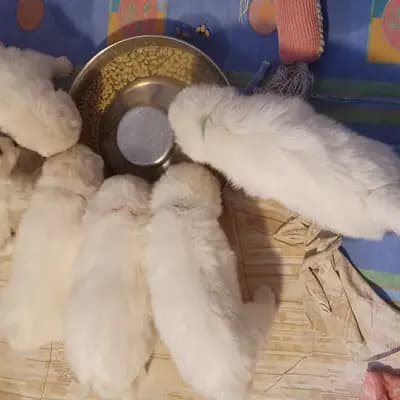 Bild aus Heavens Hayfield in Niederösterreich, wo unsere Samojede-Hunde in einer liebevollen Umgebung aufwachsen.