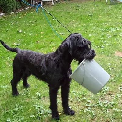 Galerie-Bild von Riesenschauzer vom Wasserschloß in Hessen, mit Eindrücken unserer Riesenschnauzer-Zucht.