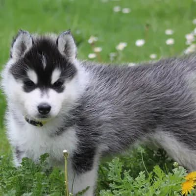 Galerie-Bild von Bright Little Bear  in Niedersachsen, mit Eindrücken unserer Siberian Husky-Zucht.