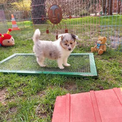 Bild aus Shelties von Little Insa  in Brandenburg, wo unsere Shetland Sheepdog-Hunde in einer liebevollen Umgebung aufwachsen.