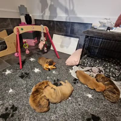 Bild aus Bachgau_B_Bulls LIEBHABER Zucht in Bayern, wo unsere Continental Bulldog (Nationale Rasse)-Hunde in einer liebevollen Umgebung aufwachsen.