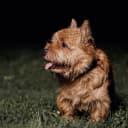 Foto der Rasse Norwich Terrier