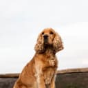 Foto der Rasse English Cocker Spaniel