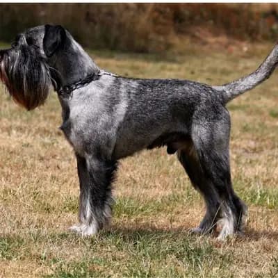 Galerie-Bild von Hundezucht von den Kalkseehexen in Brandenburg, mit Eindrücken unserer Schnauzer-Zucht.