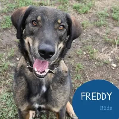 Freddy