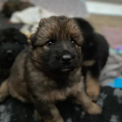C-Wurf – Altdeutscher Schäferhund Welpe, Baden-Württemberg, 由...饲养 Altdeutsche Schäferhunde vom Hofe Sankt-Katharina 