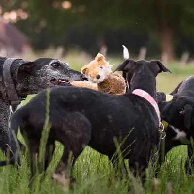 Galerie-Bild von del Luna y Sol in Niedersachsen, mit Eindrücken unserer Galgo Espanol-Zucht.