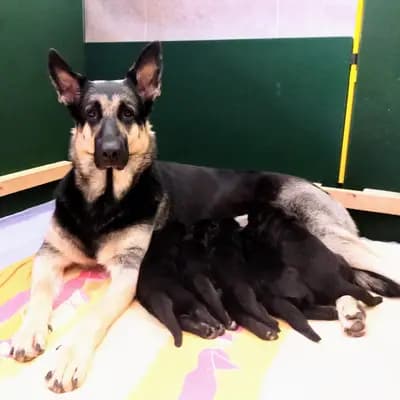 Galerie-Bild von Von Vegas Imperium in Nordrhein-Westfalen, mit Eindrücken unserer Osteuropäischer Schäferhund-Zucht.