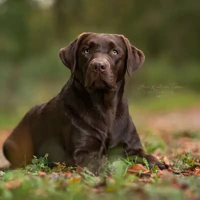 Elisa