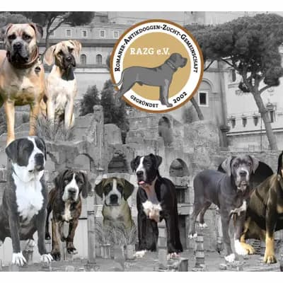 Galerie-Bild von Romaner Antikdoggenzucht "vom römischen Reich" in Nordrhein-Westfalen, mit Eindrücken unserer Cane Corso Italiano-Zucht.