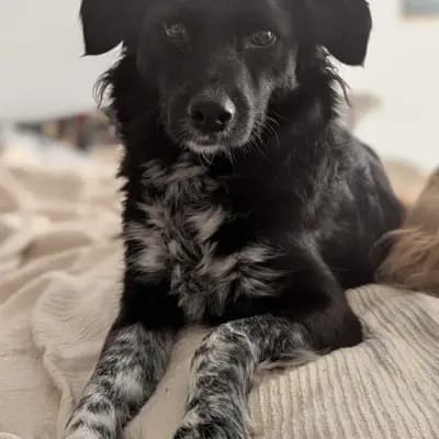 Lou