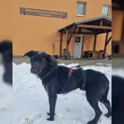 Balu