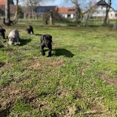 Bild aus von der Edelruh  in Bayern, wo unsere Deutsche Dogge-Hunde in einer liebevollen Umgebung aufwachsen.