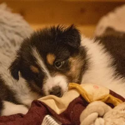 Bild aus Colliezucht 'Of Passion'  in Niedersachsen, wo unsere Collie (Langhaar)-Hunde in einer liebevollen Umgebung aufwachsen.