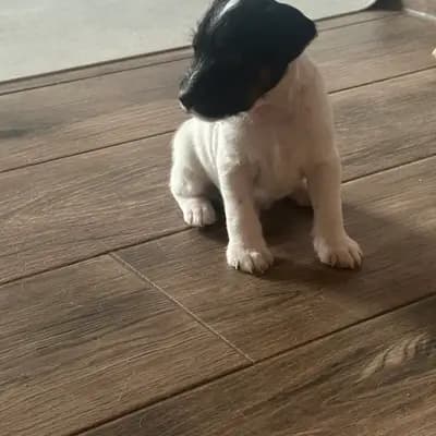 Karlo – Parson Russell Terrier Welpe, Brandenburg, 由...饲养 vom Reichenwalder Land