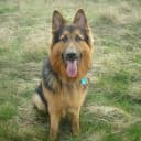 Foto der Rasse Altdeutscher Schäferhund