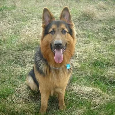 Altdeutscher Schäferhund – Hunderasse