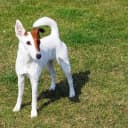 Foto der Rasse Fox Terrier (Glatthaar)