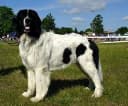 Foto der Rasse Landseer