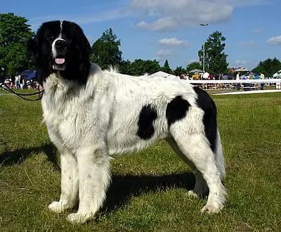 Landseer – Hunderasse