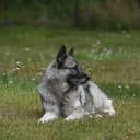 Foto der Rasse Norwegischer Elchhund (grau)