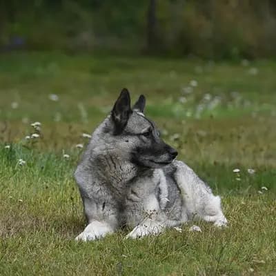 Norwegischer Elchhund (grau) – Hunderasse