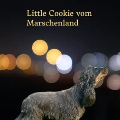 I-Wurf – 英国可卡犬 Wurf, Brandenburg, 由...饲养 Hundezucht vd Schönefelder Höhe