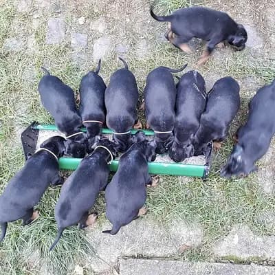 Bild aus Von der Sickingerburg in Rheinland-Pfalz, wo unsere Dobermann-Hunde in einer liebevollen Umgebung aufwachsen.