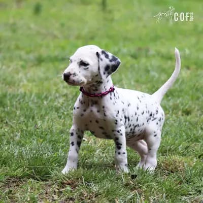 Bild aus COF Spots Dalmatiner in Niedersachsen, wo unsere Dalmatiner-Hunde in einer liebevollen Umgebung aufwachsen.