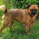 Foto der Rasse Brabanter Griffon