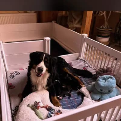 Bild aus Bernersennenhunde vom Schimmerhof  in Mecklenburg-Vorpommern, wo unsere Berner Sennenhund-Hunde in einer liebevollen Umgebung aufwachsen.