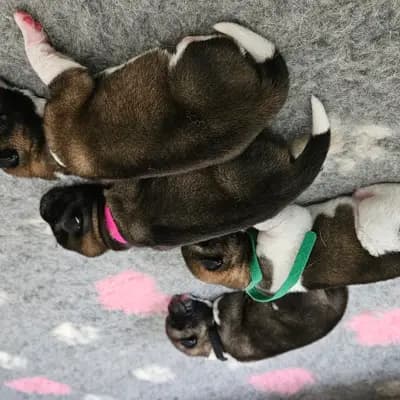 Bild aus On the highest in Baden-Württemberg, wo unsere Amerikanischer Akita-Hunde in einer liebevollen Umgebung aufwachsen.